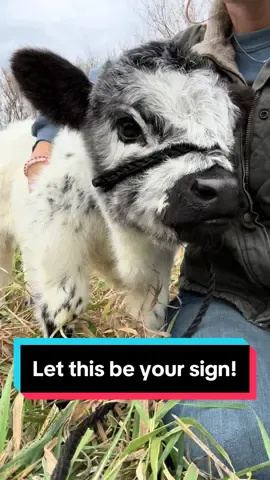 Let this be your sign you need a mini cow in your life this Christmas! 😆🥰🐮 #fyp #minicow #babycow #highlandcow 