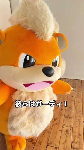 #ガーディ ってどんなポケモン？👀🔥Wanna know more about Growlithe?👀🔥 #ポケモン #ポケットモンスター #紹介 #解説 #Growlithe #Pokémon #Pokemon 