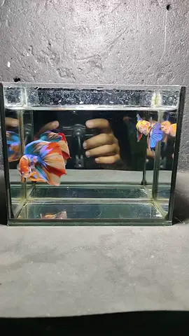 #LIVEhighlights #TikTokLIVE #LIVE #cupangkontes #betta_lover #yellowbase #cupang #betta #bettafish 