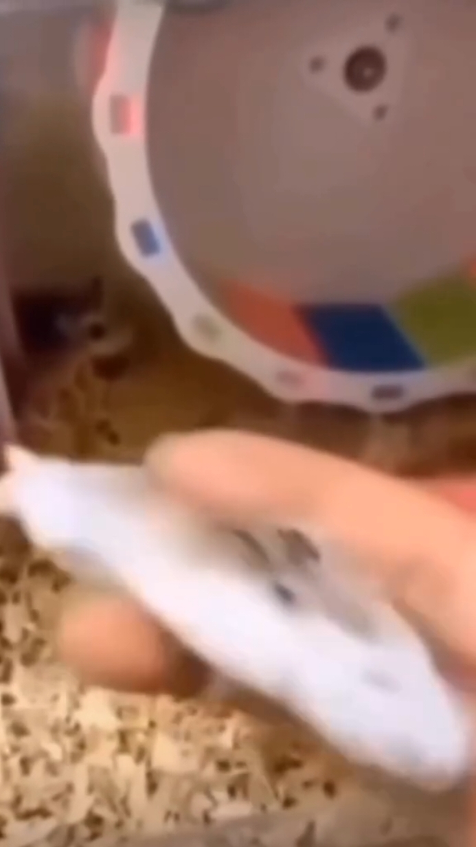 But how flat is too much? 🤔 #funnymemes #fun #meme #humor 