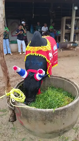 เปิดหัวได้สวยงาม เป็นกำลังใจให้คู่ชนครับ🥰#ไอ้ขวัญ🐂🥰 #นิลงามท้องลายเพชรรุ่งเรือง🐂🥰 #วัวชนคนสู้🐂 #เด็กเลี้ยงวัว #สัตว์โลกน่ารัก #ไม่ใช่การทารุณกรรมสัตว์ #ขึ้นฟีดเถอะ #ฟีด #tiktok #นี่ใช้ยอด #สุดหล่อมาแล้ว #เทรนด์วันนี้ #วัวชนแดนใต้❤️🐂💯 #อย่าปิดการมองเห็น 