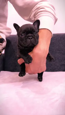 This is really the same doggg#frenchbulldog #frenchbulldogbaby #littlepuppy #frenchbulldogpuppy #blackdog #cutepetdebutplant 