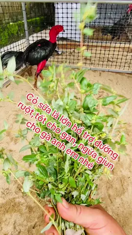 Cỏ sữa lá lớn hổ trợ đường ruột,tốt cho gan, ngừa giun cho gà anh em nhé,tránh gà mốc do máu gây ra