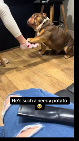 He wont stop until she gets down and gives him the love he deserves 😆#englishbulldog #gary #garythebulldog2 #garythebulldog #britishbulldog #funnyy #needy #britishbulldogoftiktok #englishbulldogsoftiktok #bulldog #bulldogsoftiktok 
