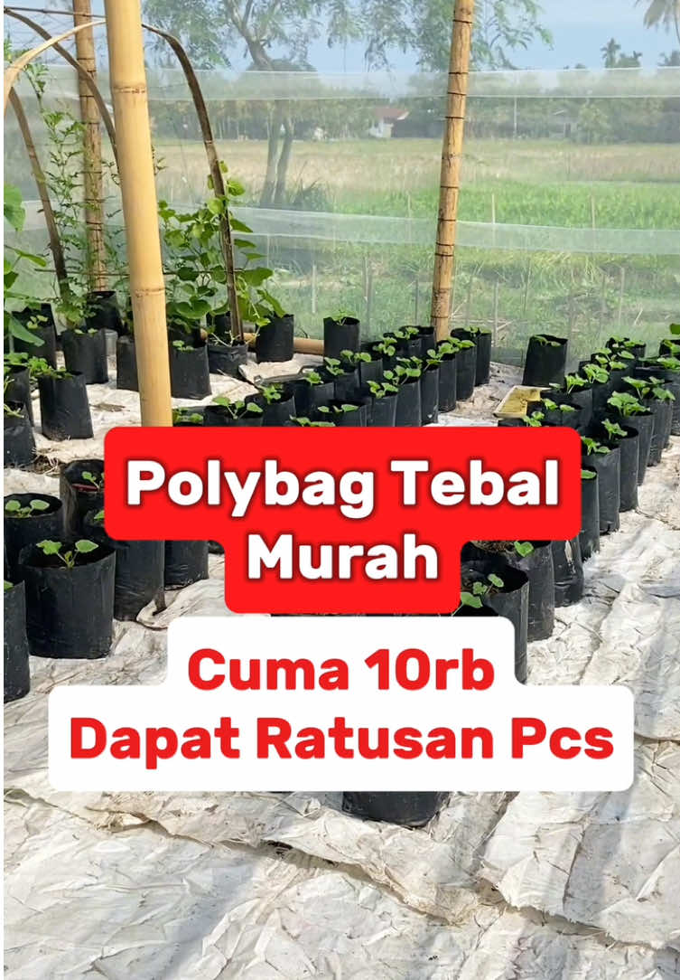 Polybag tebal dan murah bisa dapat sampai ratusan lembar #polybag  #polybags  #mediatanam  #hidroponik  #belilokal  #urbanfarming  #berkebun  #jangantundahobimu  #racuntiktok  #fyp 