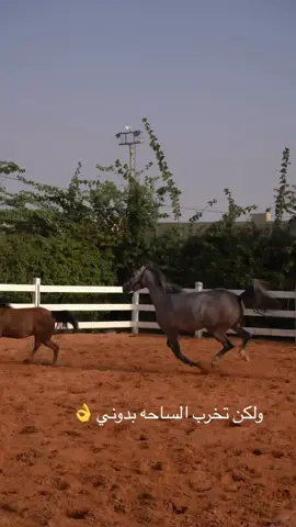 #الفارسه_لتعليم_الفروسيه 