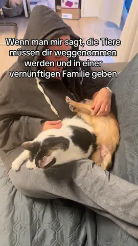 Jedes Tier hat es verdient, glücklich zu leben❤️  ##tommy_derkater##cats##catsoftiktok##catslovers##catsvideo##catstagram##catsmoves##cat##katze##katzen##katzenvideos##katzenliebe##katzenauftiktok##funnycats##funny##funnyvideo##funnymoments##funnytiktok##fy##fypシ##fypシ゚viral##fypage##fyppppppppppppppppppppppp##vira##viralvideo##viralvideo##viraltiktok##virall##viral_video##viralvideosofficial ##ideen##instergram##booster##fürDich