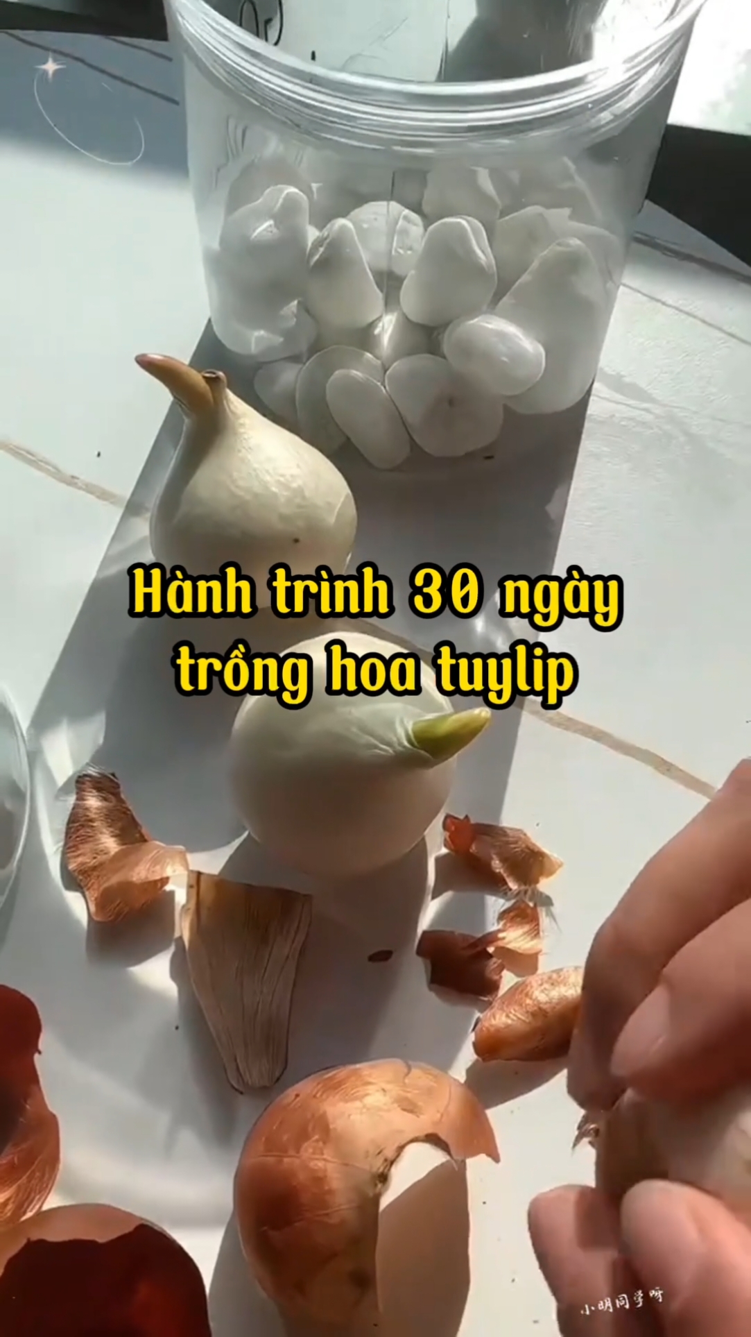 Hành trình trồng củ hoa Tulip trong 30 ngày  #hoatulip🌷 #tronghoa #hatgiong #hatgionghoa 