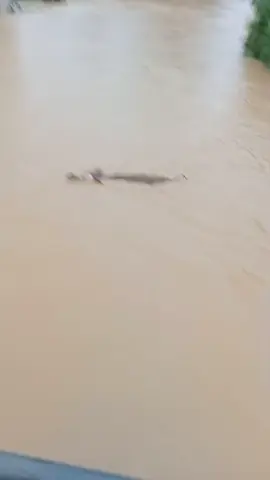 #fypシ゚ #fypシ゚viral🖤tiktok #sungaimeluap #medantiktok #babihanyut