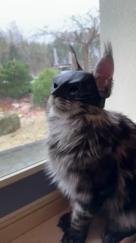 BATCAT‼️🦇😻 #cat #batman #cats