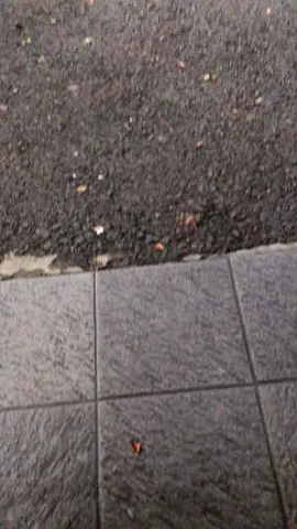 Membalas @alpi #garut #foryou 