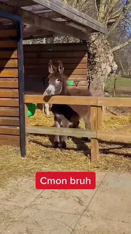 Funny donkeys🤣🤣#cat #catsoftiktok #cats #funny #for #foryou #fyp #foryoupage #funnyvideo #cute #pet #cutecat #animal #animalsoftiktok #usa🇺🇸 #catlover #tiktokcats #pets #kitten #funnyanimals 