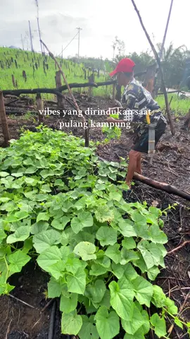 uma mototn/padi ladang #dayak 