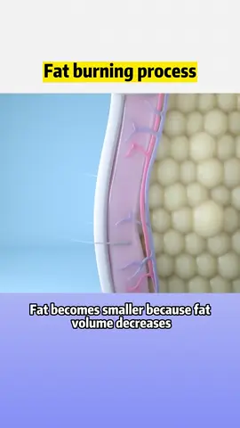 Fat burning process  #visceralfat #animation #wls #weightloss #obesity #weightloss #fyppp #viral_video 