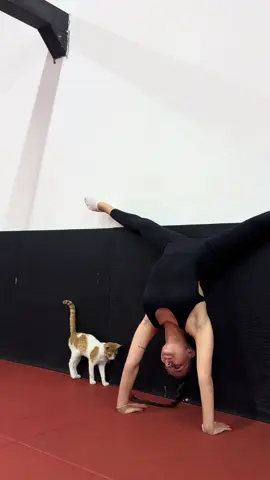 Кот в шоке 🌝