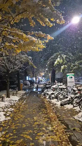 은행잎에도 쌓인 첫눈 ❄️ #첫눈  #서울  #Korea  #Seoul  #nightvibe  #nightview  #Firstsnow  #Snow  #SeoulLandscape  #SeoulDailyLife  #TraveltoSeoul  #seoul  #seoultravel  #koreatravel  #HànQuốc  #dulịchHànQuốc  #dulịch  #韓國 