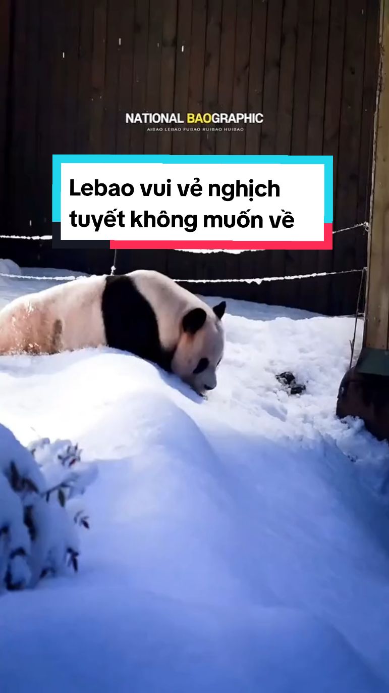 🗓 27/11/2024 Có tuyết, trời tối rồi có ánh đèn rọi vào nữa, đẹp gấu quá 🥰 Hôm nay là vận động bù cho khoảng thời gian trước đó hay gì đây 🤣, ảnh chưa chịu về thì 15 người khác cũng chưa được về luôn #lebao #러바오 #lebaopanda #fubaofamily #baofamily 
