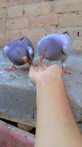 Ana's king 👑 Loft Peshawer Say mashallah #1kviews ❤️✌️@🄰🅁🄱🄰🄱 @👑🦁Usman khan🦁👑🤬 