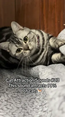 Try it on your cat and let me know the result!🐱 #catsoftiktok #catsounds #catsong #meow #catnoises #catcalling #catreaction #kitty #creatorsearchinsights 