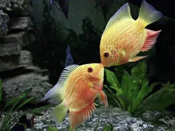 Fish Love ♥️🐠