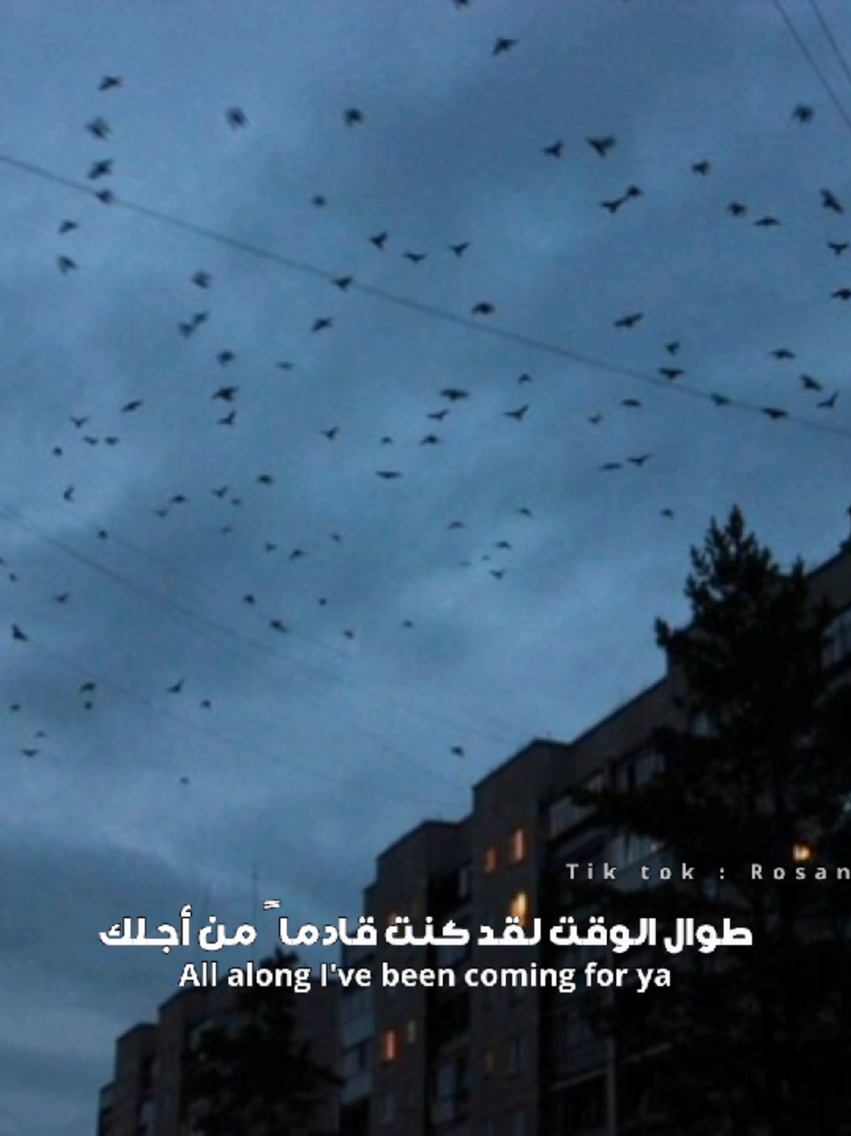 حسابي ترجمة أغاني بدون موسيقى اتمنى يعجبكم ولا تنسو المتابعة تقديرا لتعبي🫂🌸 #اغاني #اغاني_اجنبيه #اغاني_اجنبية_مترجمة #بدون_موسيقى #بدون_موسيقى☕🖤 #بدون_موسيقى_لحياه_افضل🔇 #بدون_ذنوب #بدون_ذنوب_بدون_موسيقى🚫🎶⚠️ #اغاني_مشهورة #فولو #اكسبلور #متابعه #explore #songs #song #withoutmusic 