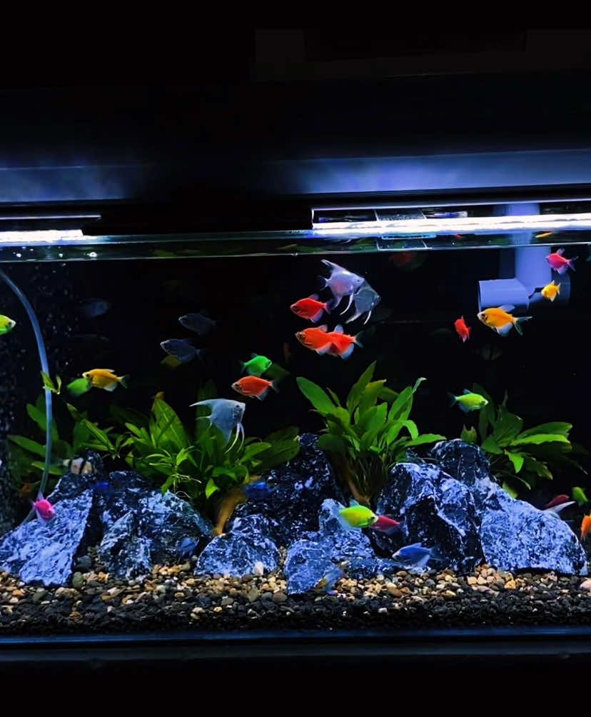 ❤️💙💜🩷🧡💛💚                             #aquascape #fish #glowfish #manfish 