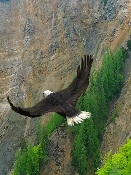 Beautiful Scenery #scenery #eagle #nature #beautiful #طبيعة #نسر #هدوء 
