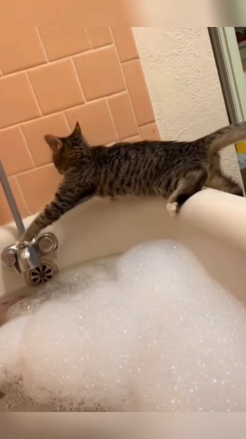 Кумедні котики 🐈 😻 🐈‍⬛ 🐕 Funny Cats  #кіттіктокер #кітукраїнець #кіт #cattok #catlover #cats #catsoftiktok #cat #cute #кот #kitten #котики #коты #котенок #котикиприколы #котыприколы #смешное #смешныеживотные #собака #собакадругчеловека #собаки #dog #dogsoftiktok #dogs #doglover #tiktok #собакиприколы #котики #котикиприколы #кумеднікоти #catsoftiktok #yellowcat #котысобаки #котята #котыприколы #собакиприколы #приколы #лучшее