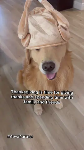 Show your dog some love by asking your veterinarian about MilbeGuard ® Flavored Tablets to protect your dog against heartworm disease.  For more information on MilbeGuard, visit www.milbeguard.com. #CevaPartner #ad #goldenretriever