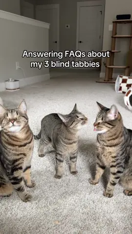 Arent they the cutest 🥺  #rescuecat #blindcat #tabbycat #cutecat 
