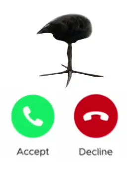 Choose wisely 😈😈🙏 #onelegbird #oneleggedbird #iscalling #bird #meme #calling #myphoneexplode #kaboom #piss #acceptordecline #accept #whywouldyoudecline #imhungry 