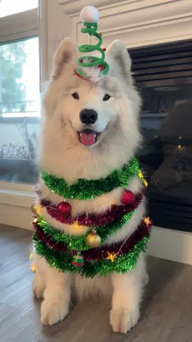 T-3 days to go for ✨FLOOFMAS✨ I can’t wait to share this year’s version of the christmas dog 🎀🎄🐾 #dog #samoyed #christmas #christmastree 