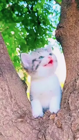 عاشر حيوان بينفعك وماتعاشر بني آدم بيقلعك....