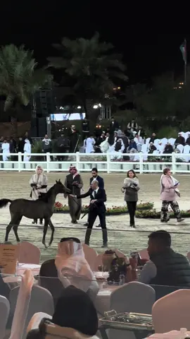 #بيت_العرب #عِراب #fyp #kuwait 