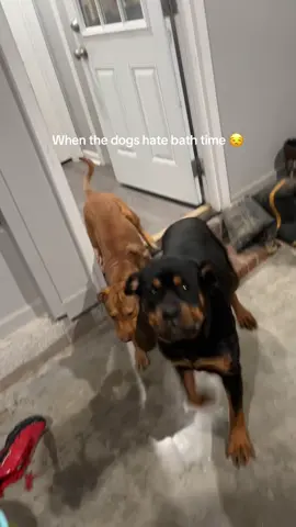 Do they really understand what im saying? 🤣 #dogsoftiktok #rottweiler #pitmix #dogmom