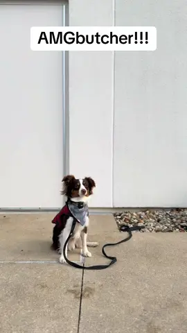 AMGbutcher!!! #dog #dogsoftiktok #fans #gifts #goviral #amgjarred #fypシ゚viral #fyp #mercedesbenz #dayinmylifevlog #reviewphim #me #car 