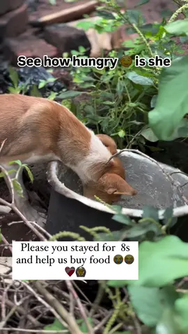 help please #doglover #animal #adorable #onthisday #donate #donate 