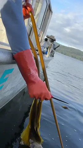 You know we turn this into HOT SAUCE?! We are committed to making unforgettable foods using authentic and one-of-a-kind ingredients from the Alaska coast, like this: Alaska grown bull kelp!   #kelp #asmr #fyp #viral #pickles #alaska #barnaclefoods #food #ocean #Sustainability #SmallBusiness #Foodie #hotsauce 