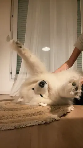 le rituel du massage des pattounes pour mon papy chien ❤️ #samoyed #dog #Love #Home 