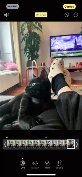 #metalcat #singingcat #blackcat #systemofadown #soad #kitten #livephoto #fyp #foryoupage  Song: I-E-A-I-A-I-O - @systemofadown 