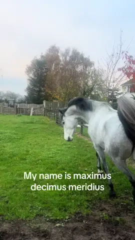 Anyone else got a jeff? #horsetok #horse ##equine##equestrian##clumsy##horse##equine##equestrian##💛##🤍##mynameisjeff##fyp##viral_video