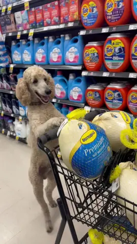 Happy Thanksgiving #dogsoftiktok  #butterballturkey #thanksgiving #funnydogs #shopping #talkingdog #turkey #adamsandler #pappythepoodle #PetsOfTikTok #happyholidays #fyp 