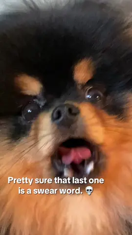 I YELL 😡 #pomeranian #pomeraniansoftiktok #pomeranians #blackandtanpomeranian #tinydog #fluffydog #blackandtan #dogbarking #funnydog #bossy #likeaboss #dogsoftiktok #puppiesoftiktok #cutedog 