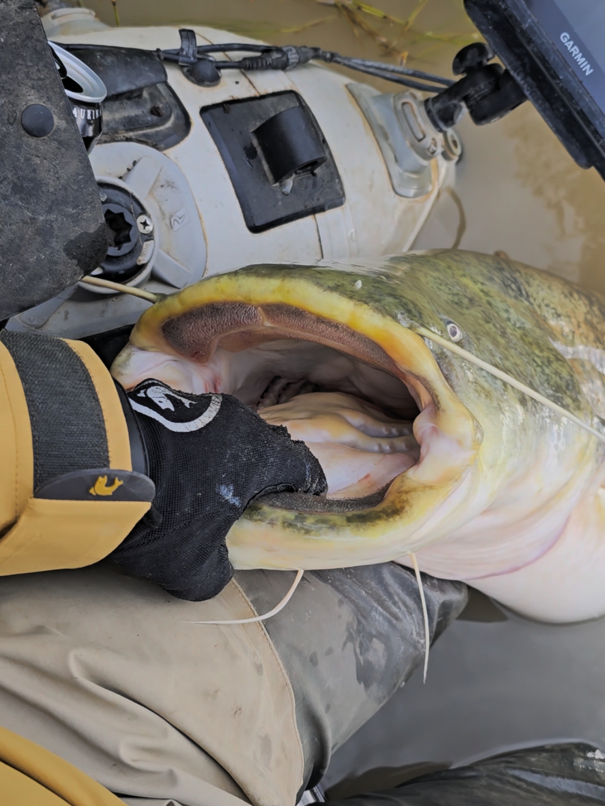 #fishing #pesca #wędkarstwo #catfish #siluro #sum 