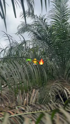 pesona sawit umur 3 tahun🫶#fyp#storywa#anakbaik🌴#sawitontiktok#lewatberanda 