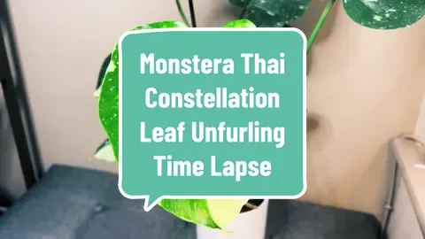Did you catch the leaf “crying?!” Watching a new Monstera leaf grow and unfurl in a timelapse is so magical. Do you agree? #melissasplantjourney #monsterathaiconstellation #monsteraunfurling #leafunfurling #timelapse #planttimelapse #beautifulplants #plantmagic #PlantTok #growingplants #lovelyplants #plantcare #planttiktok #plantsoftiktok #plantingforbeginners 