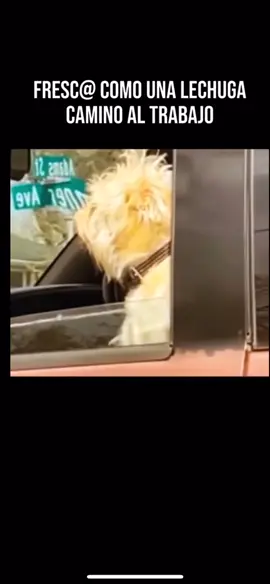 #trabajoduro #nocturno #perro #cansado #tiktok #😎😎😎 