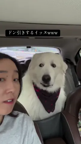 #犬 #犬のいる生活 #犬動画 #犬好きと繋がりたい #面白い #おもしろ動画  #ネタ  