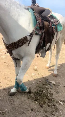 He is the drama  #horsesontiktok #dramatic #aqha #fyp
