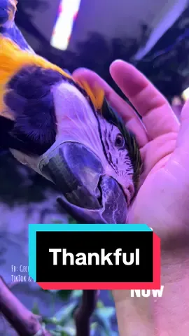 Revisitng some of the more recent success stories, and expressing thankfulness for my rescued parrot flock and the people who entrusted me with our feathered companions #parrotsoftiktok #petbirds #rescueparrots #thanksgiving